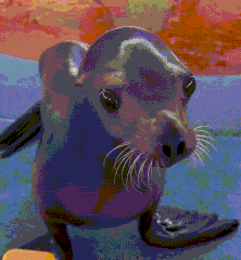 Look at him go!! Sea Lion